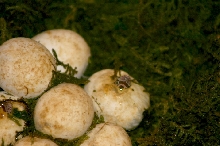 Hatchling