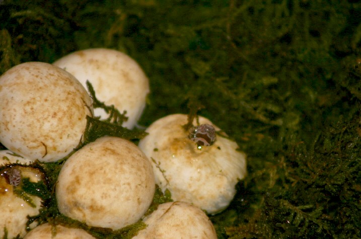 Hatchling