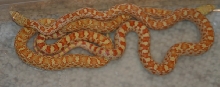 Sonoran gopher 03