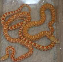 Sonoran gopher 03