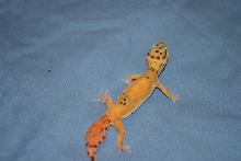 Squirt