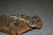 Leopard Gecko
