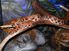 Adam on limb