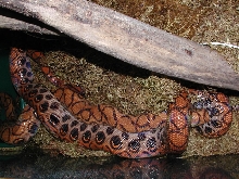 Mating BRB's