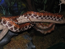 Adam and Kali