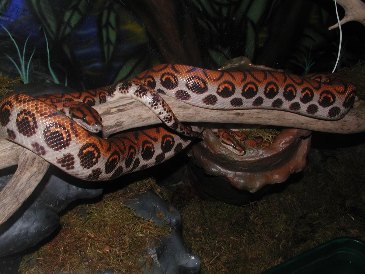Adam and Kali