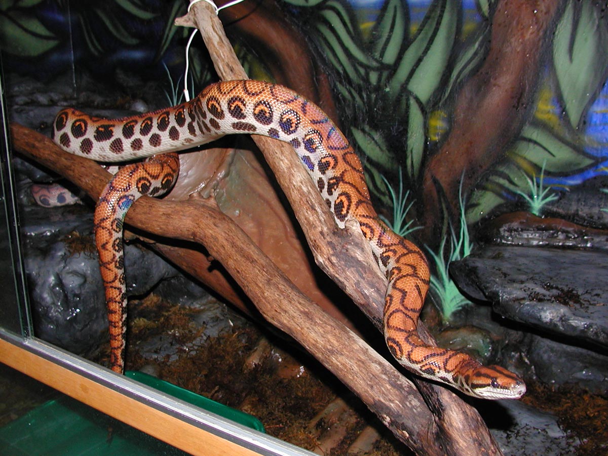 Perfect display snake