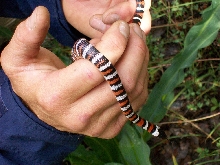 California Mountain King
