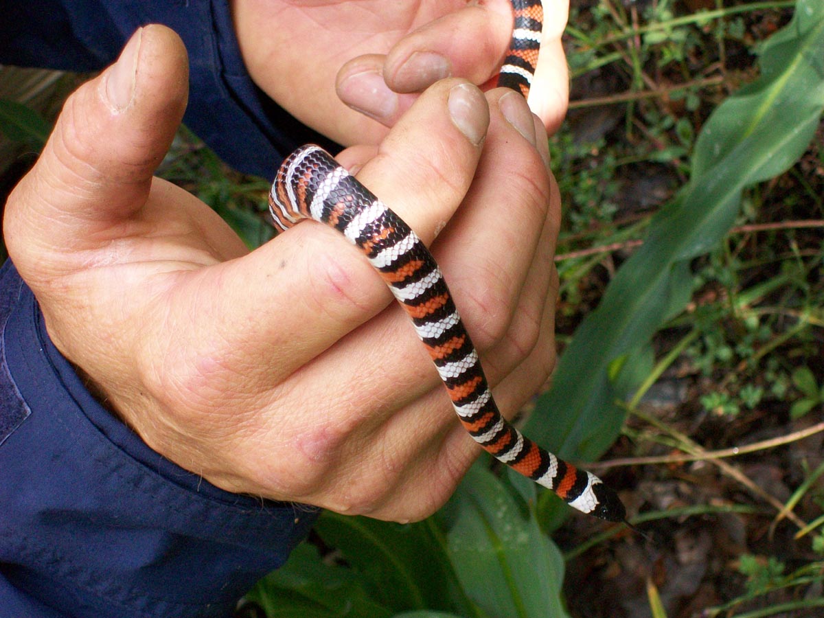 California Mountain King