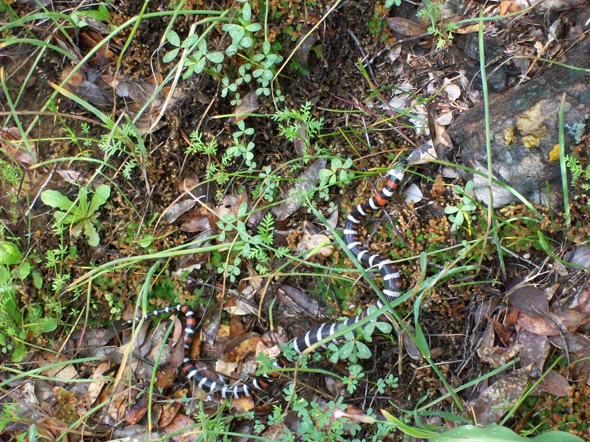 California Mountain Kingsnake, muticincta