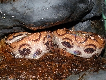 Eve in cave