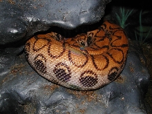 Ovulation