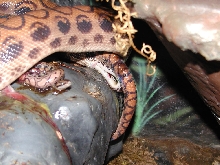 Birth of a Brazilian Rainbow Boa