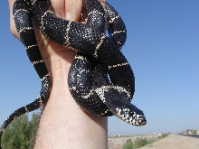 California Kingsnake