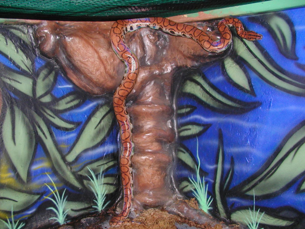 Abel climbing