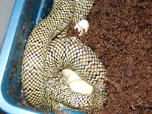Maya laying her eggs.