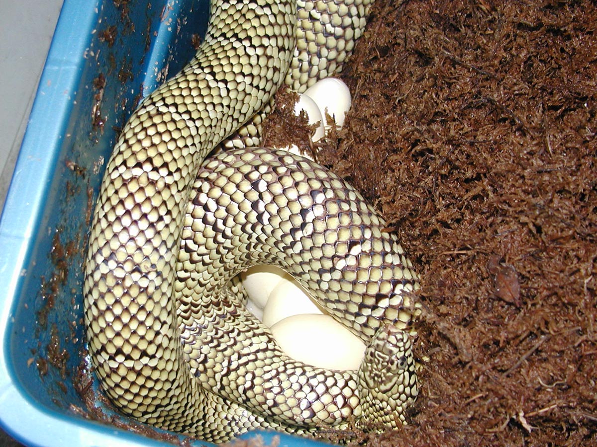 Maya laying her eggs.