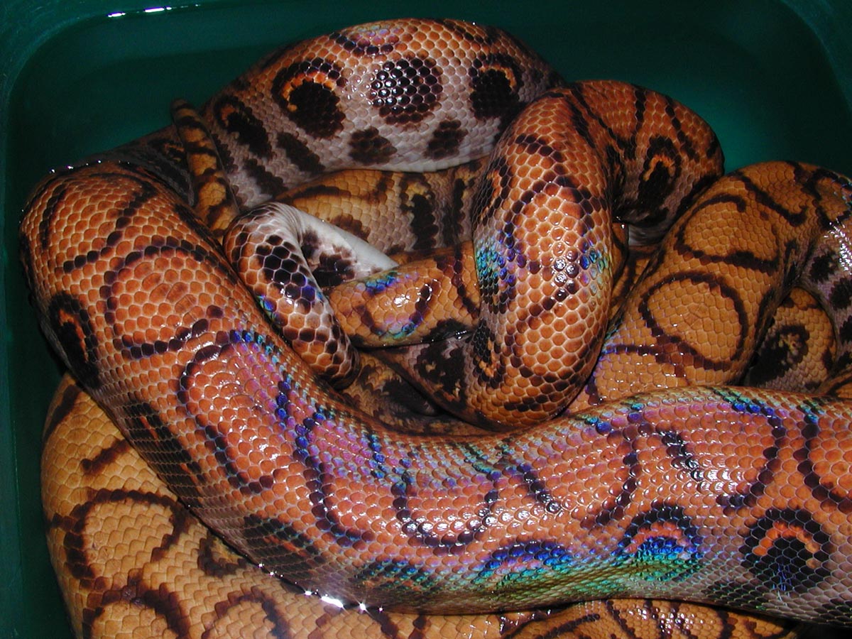 Mating BRB's
