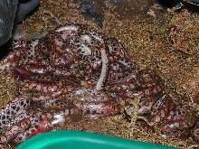 Pile of babies