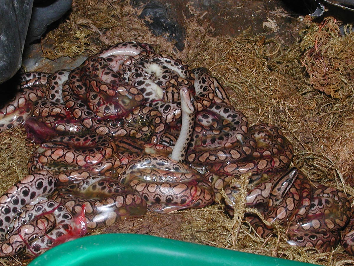 Pile of babies