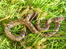 het. albino