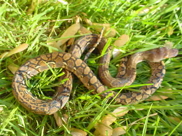 het. albino