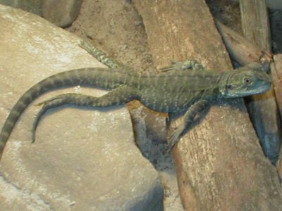 A floopy dragon 1