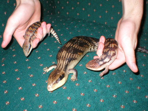 Remy, Ernesto and Chuckie