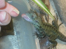 Pwoy-Pwoy eating, pretty cute!