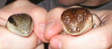 Remy and Ernesto's heads