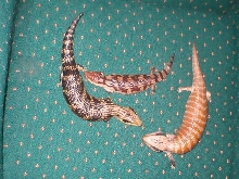 Eastern, Centralian and Blotched