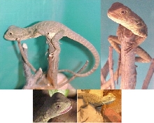 Water Dragon