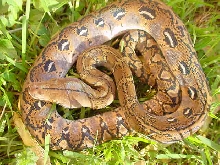 Het. axanthic/Het. calico