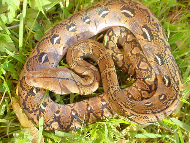 Het. axanthic/Het. calico