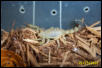 australis