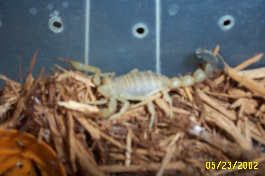 australis