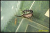 a. bicolor