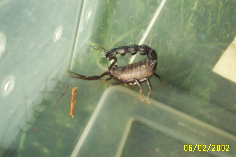 a. bicolor