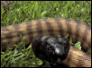 Black headed python Head