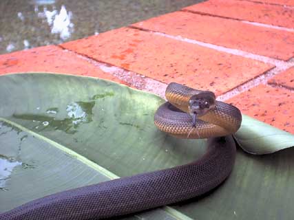 Liasis fuscus