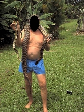 Black headed pythons