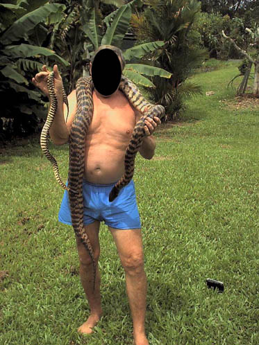 Black headed pythons