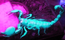 Meg Mucklebones (Blacklight)