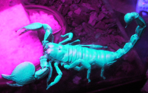 Meg Mucklebones (Blacklight)