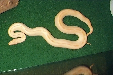 albino patternless pic #2