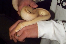 albino patternless burmese python