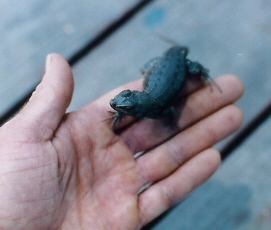 lusinia