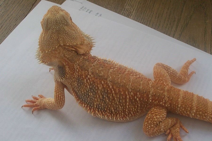 crawley male
