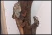frilled male & female