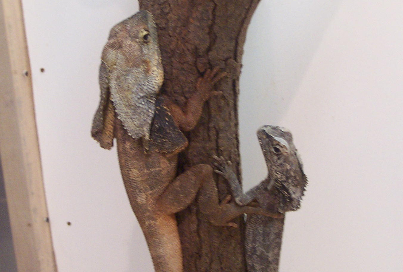 frilled male & female